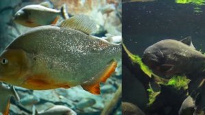 Самые Ужасные Нападения Пираний На Людей