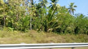 Сто оттенков зеленого. По дороге из Тангалле в Нувара-Элию, Шри-Ланка.