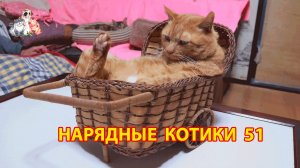 Нарядные Котики расслабляются на солнышке 🌞 🐈🐈🐈 (51)