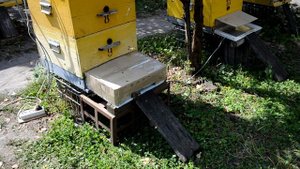 Сбор пчелиного яда. "ОБЛОМ"