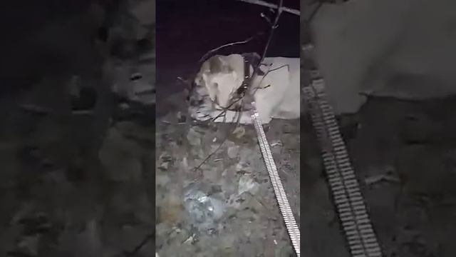 Баффи любит грызть палочки