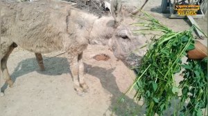 donkey mating 1 | horse mating | horse breeding | donkey breeding | horses mating numberdar vlogs