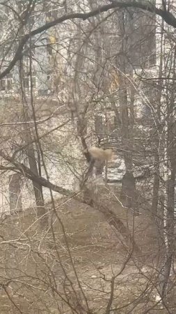 Героическая эпопея чайного пакетика