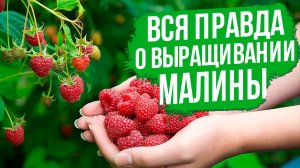 Простые шаги, чтобы вырастить урожайную малину! Лучшие сорта малины ремонтантной.