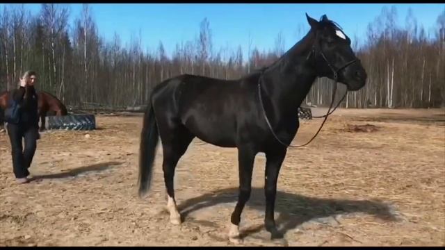 БЛИЦ! Наташа и Шукри-Дон смотреть онлайн