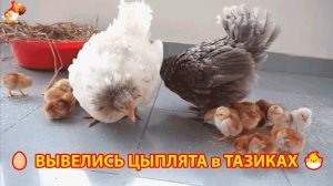 У наседок в ярких тазиках появились цыплята 🥚🐣🐥