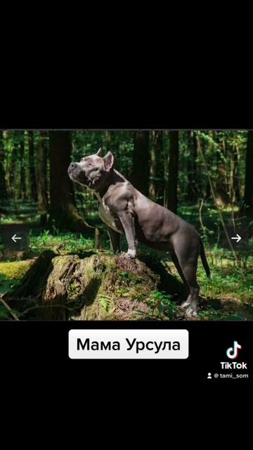 #amstaffi_blue #amstaff #амстафф #стафф #стаффорд смотреть онлайн