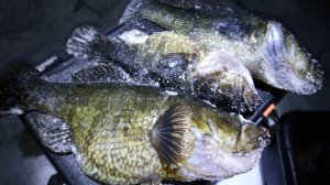 Ловлю ротанов. 3 выезд. Конец ноября 2024. Зимняя рыбалка.