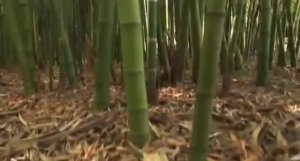 ... Что изготавливают из Бамбука....