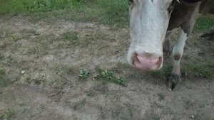 Корова попрошайка