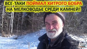 Бобры продолжают попадаться.Удачная охота. Зимняя охота на бобра с капканами. Проверка капканов на б
