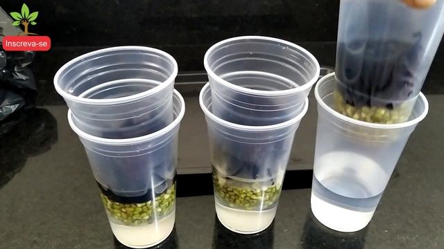 How to Grow Bean Sprouts смотреть онлайн