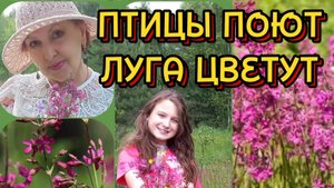 Цветут луга. Поют птицы.Лекарственные травы.