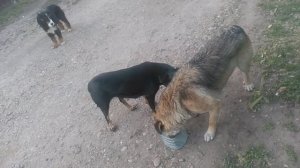 Сериал «Пёс» Пёс 1 сезон 1 серия Обед на троих