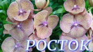 №1045/ СВЕЖИЕ, интересные ОРХИДЕИ в с/ц РОСТОК