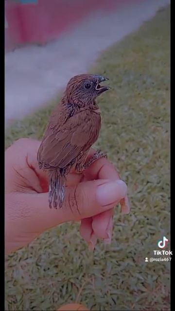 birds❤❤❤❤❤💫💫💫