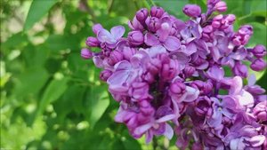 Ставропольский ботанический сад Май 16, 2023