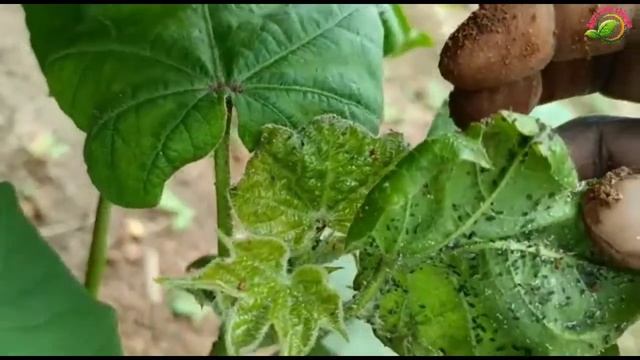 Cotton Aphids Damage and Effective Control Strategies #PestControl #penubanka #pratti #sucking pest смотреть онлайн