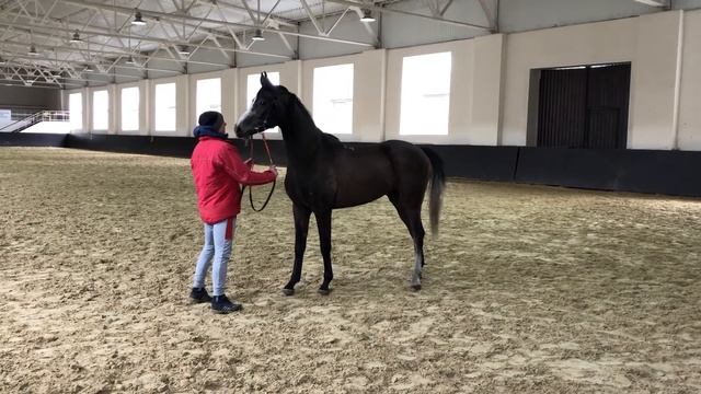 Volya Dubai Tersk смотреть онлайн