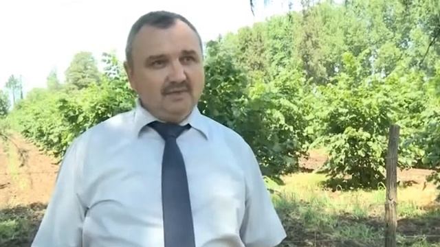 Лечение ореха-фундука (абх) 18.06.2019 смотреть онлайн