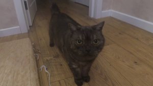 Делаю еду для таба совы 🍱╰(*°▽°*)╯