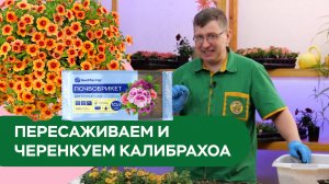 Пересаживаем и черенкуем калибрахоа