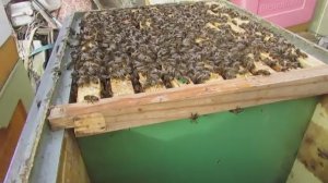 малоформатный улей на ячейку 4,9 мм - 11 марта 2025 , ставлю магазин для весеннего взятка