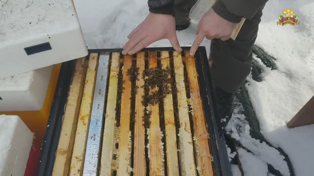 Как зимует бакфаст смотреть онлайн