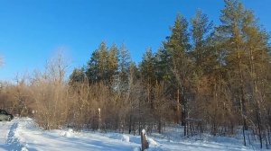 Зимняя прогулка (зона отдыха Дубки)... Видео Виктор Поживин