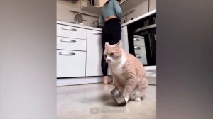 #149 Самые смешные животные. Приколы с котами и собаками