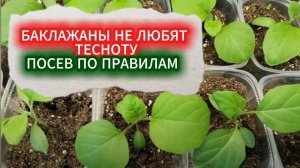 5895БАКЛАЖАНЫ НЕ ЛЮБЯТ ТЕСНОТУ - ПОСЕВ БАКЛАЖАНОВ НА РАССАДУ ПО ПРАВИЛАМ И ПОДРОБНО