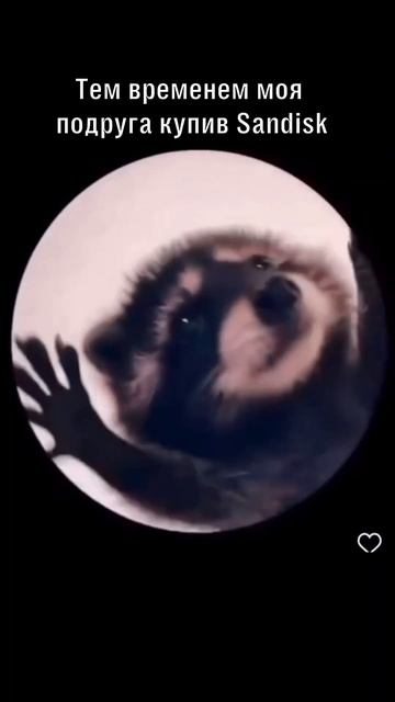 Мы знаем, как помочь владельцам iPhone #pedro #енотик #помощь #iphone #ios #sandisk #флеш смотреть онлайн