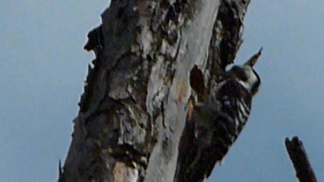 Grey-capped Pygmy Woodpecker смотреть онлайн