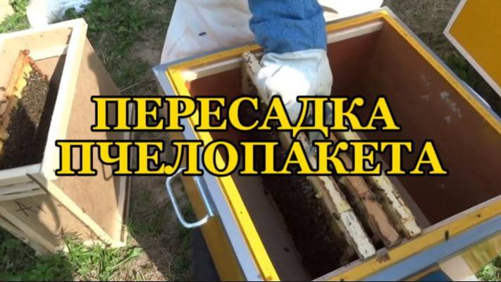 ПЕРЕСАДКА ПЧЕЛОПАКЕТА В УЛЕЙ.ОЧЕНЬ ПРОСТО! смотреть онлайн