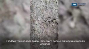 В Спасском районе заметили следы медведя