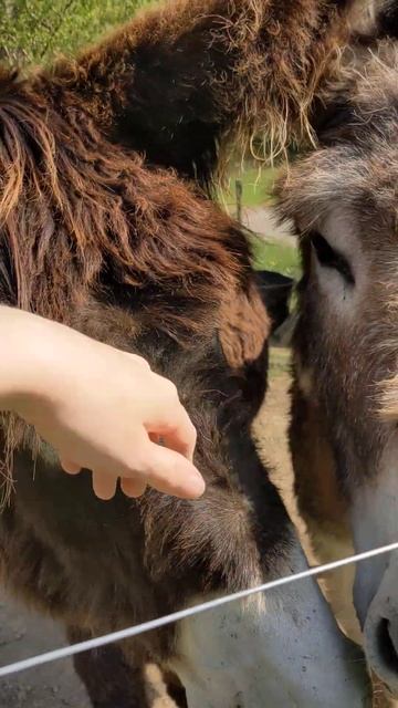 Poitou Donkey playing with his friend donkey poitoudonkey