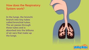 Human Body Parts and Functions - Human Body Systems for Kids | Educational Videos by Mocomi