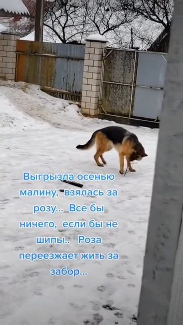 #другчеловека #лайма #немецкаяовчарка #овчарка #собака смотреть онлайн