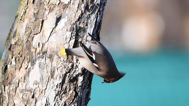 Bombycilla Garrulus - Bohemian Waxwing Sidensvans смотреть онлайн