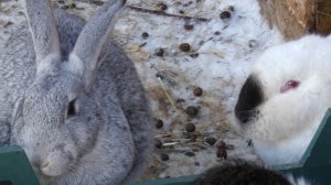 Экоферма Семейное Подворье 4К UHD видео