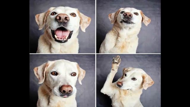 Собаки часть   13 смотреть онлайн