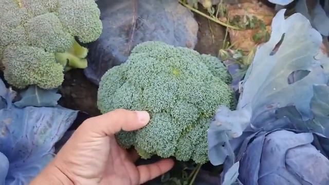 Брокколи Титаниум F1 НОВИНКА! смотреть онлайн