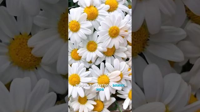 ЭЛЕКСИР МОЛОДОСТИ! смотреть онлайн