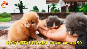 Коты птицеводы со своими подопечными 😹🐈🐈 Новая жизнь – выпуск (50) ❣️🤗😂