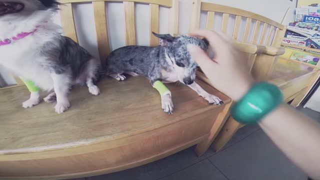 ВЛОГ: Я не жирная, ветклиника, встреча | Часть 3 🐕🏥