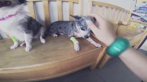 ВЛОГ: Я не жирная, ветклиника, встреча | Часть 3 🐕🏥