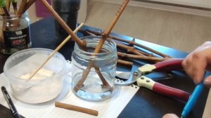 ВЫРАЩИВАНИЕ САЖЕНЦЕВ ВИНОГРАДА ИЗ ЧЕРЕНКОВ. ПРОРАЩИВАНИЕ ЧЕРЕНКОВ ВИНОГРАДА.