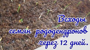 25.02.25г. Всходы семян рододендронов через 12 дней.