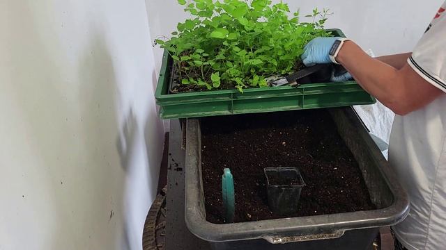 Пересаживаю укоренившиеся клематисы! смотреть онлайн