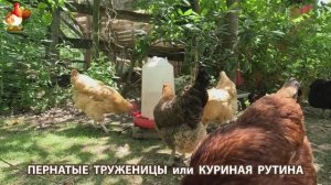 Куры несушки свободного выгула и их обычная куриная рутина – эпизод (89)